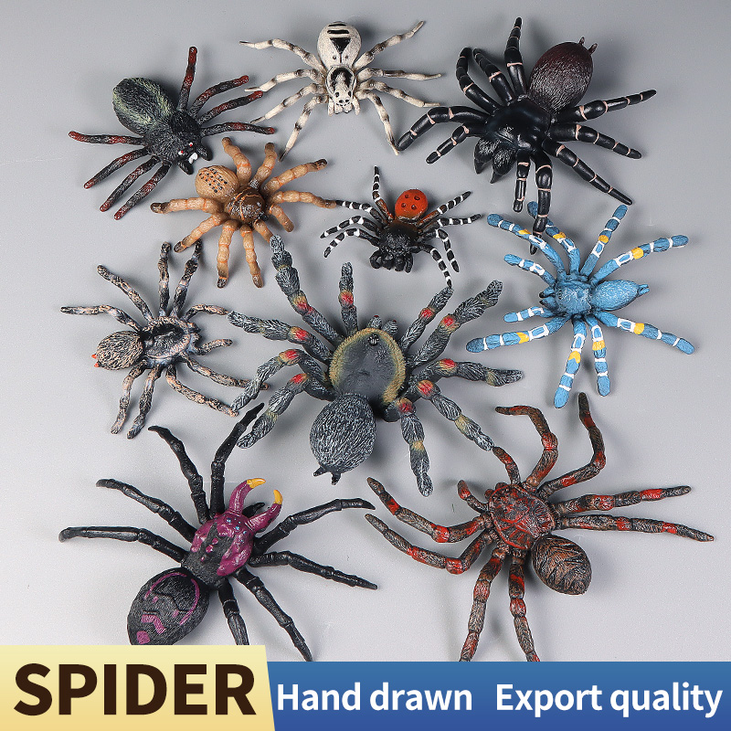 Pädagogische Insekten Spinne S – Kids Education Learn Tv Bewertung und Preis