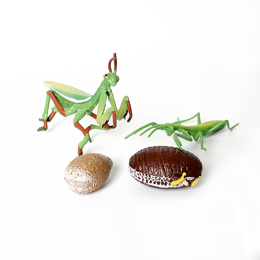 Realistische Orchideen-Mantis, – Kids Education Product Bewertung und Preis